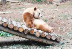 吃瓜基地7shdog,一场网络狂欢的幕后故事