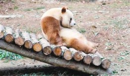 吃瓜基地7shdog,一场网络狂欢的幕后故事