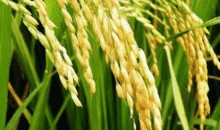 吃瓜水稻,农业创新与绿色生活的完美结合