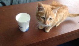 小猫可以吃吊瓜