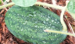 现场吃瓜群众莆田,吃瓜群众围观风云变幻