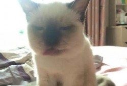 马蜂吃瓜,揭秘昆虫界的独特饮食习惯