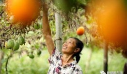 丹寨吊瓜怎么吃,独特美味，多样食法探索之旅