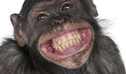 吃瓜变猩猩李子