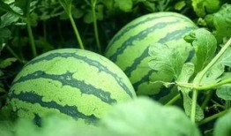 在瓜田下吃瓜,夏日清凉美食之旅