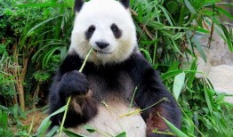 秦秀熊猫吃瓜,秦秀熊猫的夏日吃瓜盛宴