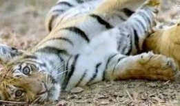 大猫吃瓜爆料视频,揭秘娱乐圈幕后真相