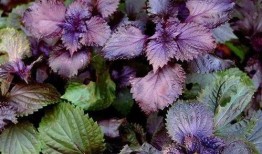 吃瓜紫苏,揭秘网络红人的魅力与争议