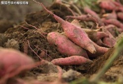 吃瓜水稻,农业创新与绿色生活的完美结合