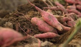 吃瓜水稻,农业创新与绿色生活的完美结合