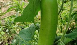 吃瓠子瓜可以减肥吗,天然美食助你轻松瘦身