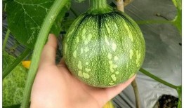 吃云南小瓜会影响药效吗,影响药效的真相揭秘