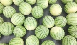 每日大赛 吃瓜入口,吃瓜入口，揭秘娱乐圈幕后风云