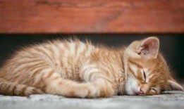 猫咪吃瓜啃冰棍,瓜果冰棍大挑战