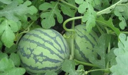 西瓜条条吃瓜,夏日消暑新宠，吃瓜乐趣无限