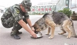 警犬吃瓜事件视频,一场关于忠诚与误会的风波