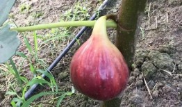 钦源吃瓜,揭秘娱乐圈幕后故事