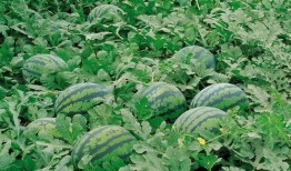 吃瓜系统朝堂12,朝堂风云背后的宫廷八卦