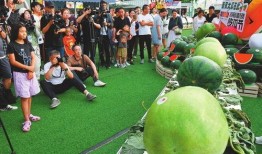 纳凉吃瓜,探寻消暑美食的乐趣