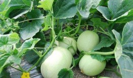 瓜坏了可以吃吗,瓜坏后还能食用吗？揭秘瓜果变质真相