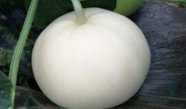 庆阳甜梨瓜怎么吃,庆阳甜梨瓜的多彩食法探索