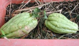 胃病可以吃雪莲瓜,雪莲瓜助力养胃养生