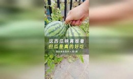 丑瓜怎么吃的,解锁美味新境界