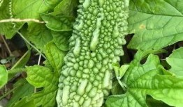 带你吃瓜避暑,带你吃瓜避暑攻略