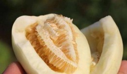 母瓜怎么吃最好,解锁最佳食用之道