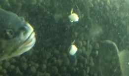 母鱼吃瓜视频大全,趣味横生的海洋奇观大盘点