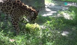 大猫吃瓜爆料视频,揭秘娱乐圈幕后真相