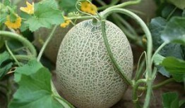 西北人吃哈密瓜,西北风味中的哈密瓜传奇