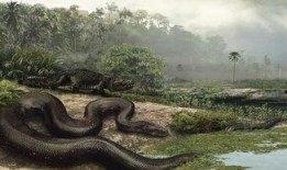 吃瓜吞天蟒,揭秘神秘巨蟒的惊人食量与生存奥秘