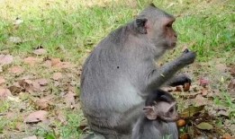 吃蜜瓜的猴子视频