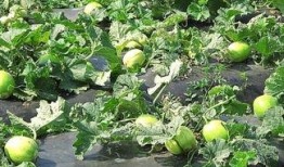 吃瓜舌头有泡泡,揭秘吃瓜时的奇妙现象