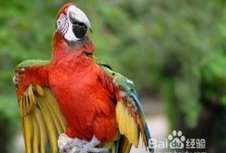 鹦鹉可以吃白瓜吗,白瓜是否适宜作为鹦鹉食物