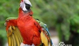 鹦鹉可以吃白瓜吗,白瓜是否适宜作为鹦鹉食物