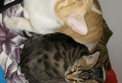 猫伸头吃瓜,猫儿探瓜奇遇记