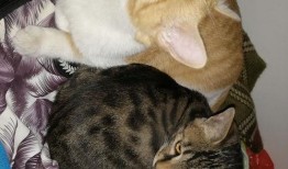 猫伸头吃瓜,猫儿探瓜奇遇记