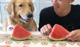 狗狗吃瓜大赛视频,萌宠吃瓜大赛欢乐上演