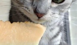 猫咪可以瓜吃吗,瓜类食材的适宜性分析