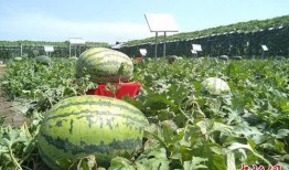 栗园小区吃瓜,吃瓜群众的热闹日常