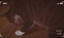 小猫可以吃冰瓜吗,揭秘小猫能否享用冰瓜