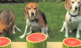 和狗吃瓜,揭秘宠物界的八卦风云