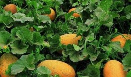 哈密哪里吃瓜,探寻新疆哈密特色瓜果美食之旅