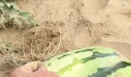 小7神吃瓜,揭秘娱乐圈那些不为人知的幕后故事