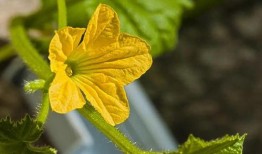 五瓣花吃瓜,探寻神秘花语背后的瓜趣故事