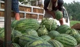 吃瓜大地,揭秘娱乐圈背后的秘密与真相