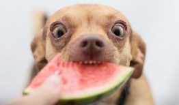 狗狗吃瓜趣事,狗狗吃瓜趣事大盘点