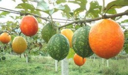 丹寨吊瓜怎么吃,独特美味，多样食法探索之旅